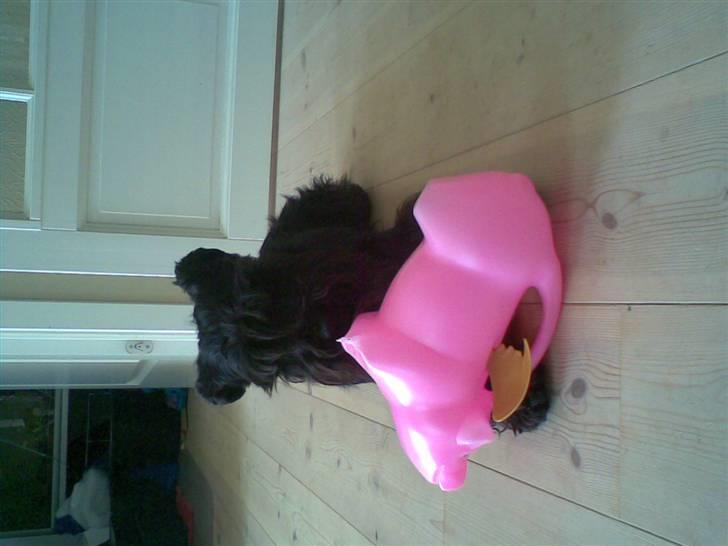 Dvaergschnauzer Laban - mit yndlings legetøj billede 16