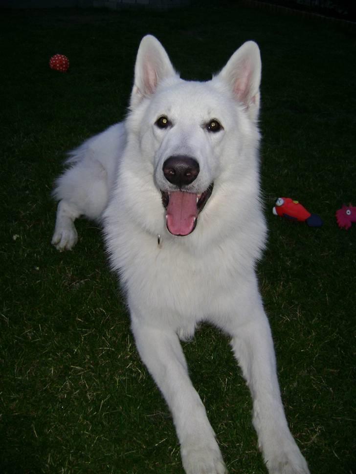 Hvid schæfer Echo Alba - vores smukke echo dreng - sommeren 08 billede 15