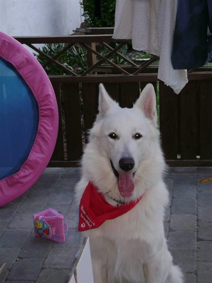 Hvid schæfer Echo Alba - echo med sin nye halsklud " here comes trouble" .. haha.. det passer fint på ham billede 16