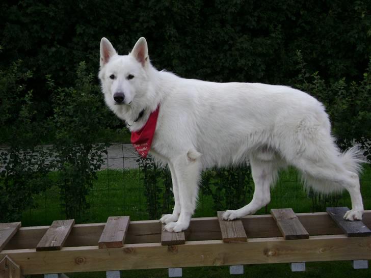 Hvid schæfer Echo Alba - echo på sit nye træningsredskab - stigen ... ingen problemer der heller ;-) billede 17