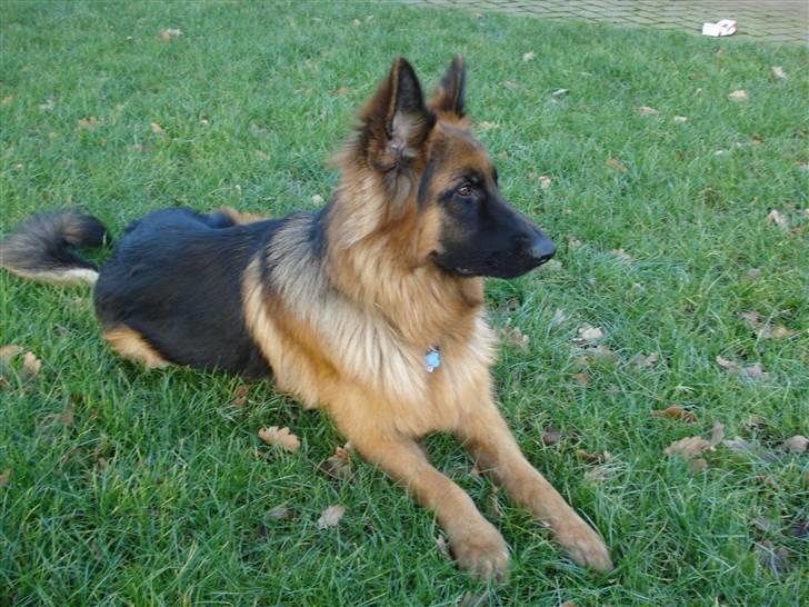 Schæferhund Slottet´s Nando Zepp RIP. - En dag ude i haven..  billede 1