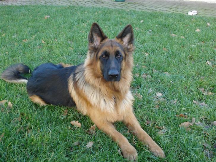 Schæferhund Slottet´s Nando Zepp RIP. - Fik ham endelig til og kigge uden han rejste sig billede 2