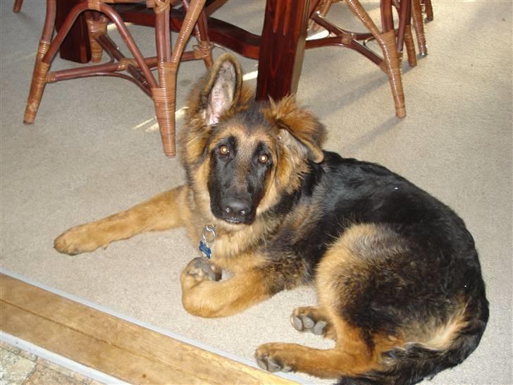 Schæferhund Slottet´s Nando Zepp RIP. - Ikke så gammel og ikke fået begge øre op endnu hehe så kær han ser ud billede 3