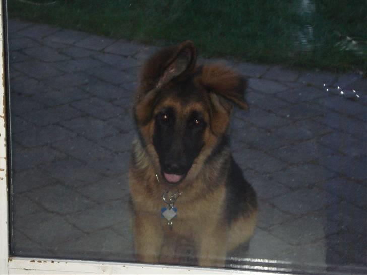 Schæferhund Slottet´s Nando Zepp RIP. - nu ville han gerne ind...  billede 4