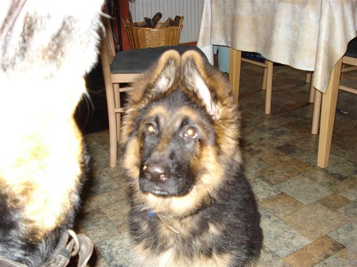 Schæferhund Slottet´s Nando Zepp RIP. - kort efter jeg fik ham hjem.. ham kan man ikke lige stå for. billede 5