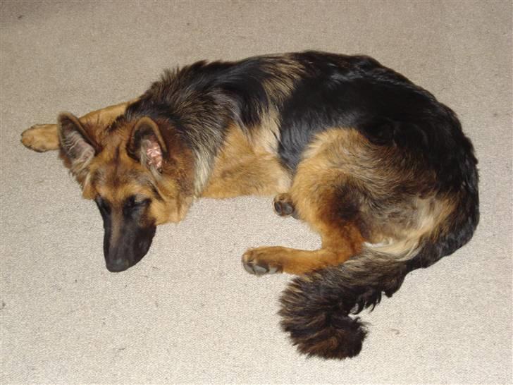 Schæferhund Slottet´s Nando Zepp RIP. - så det tid til en lille lur billede 6