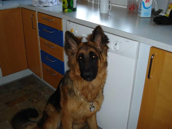 Schæferhund Slottet´s Nando Zepp RIP. - ser på jeg laver mad billede 7