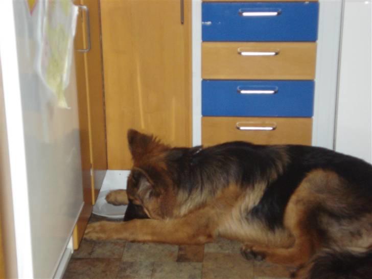 Schæferhund Slottet´s Nando Zepp RIP. - Så vi for doven til og stå op og spise billede 8