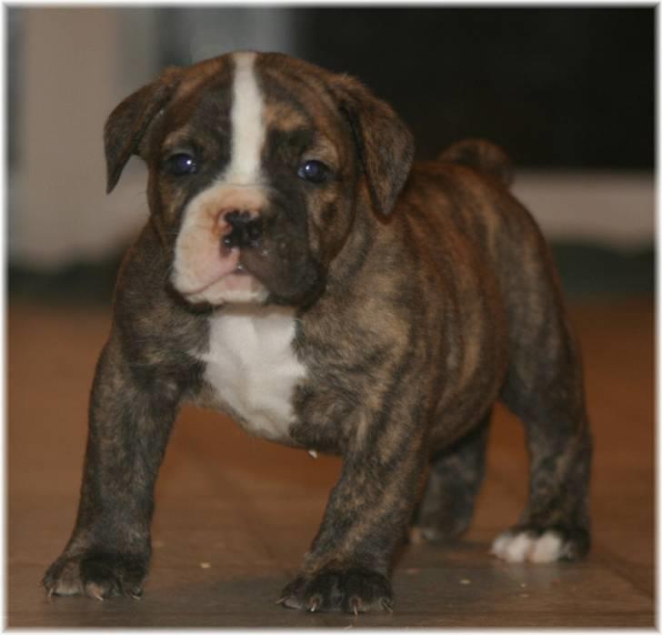 Olde victorian bulldogge Uffe billede 1