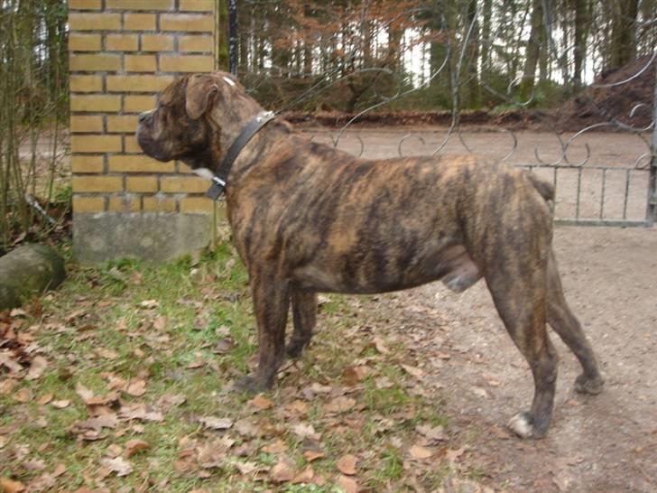 Olde victorian bulldogge Uffe billede 4