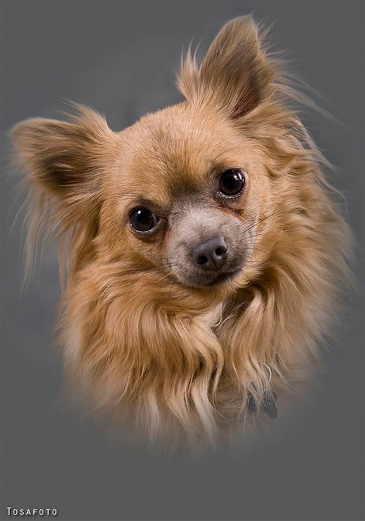 Chihuahua Dolph billede 17