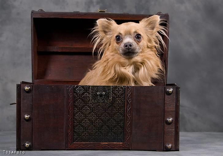 Chihuahua Dolph billede 18