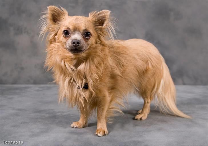 Chihuahua Dolph billede 19