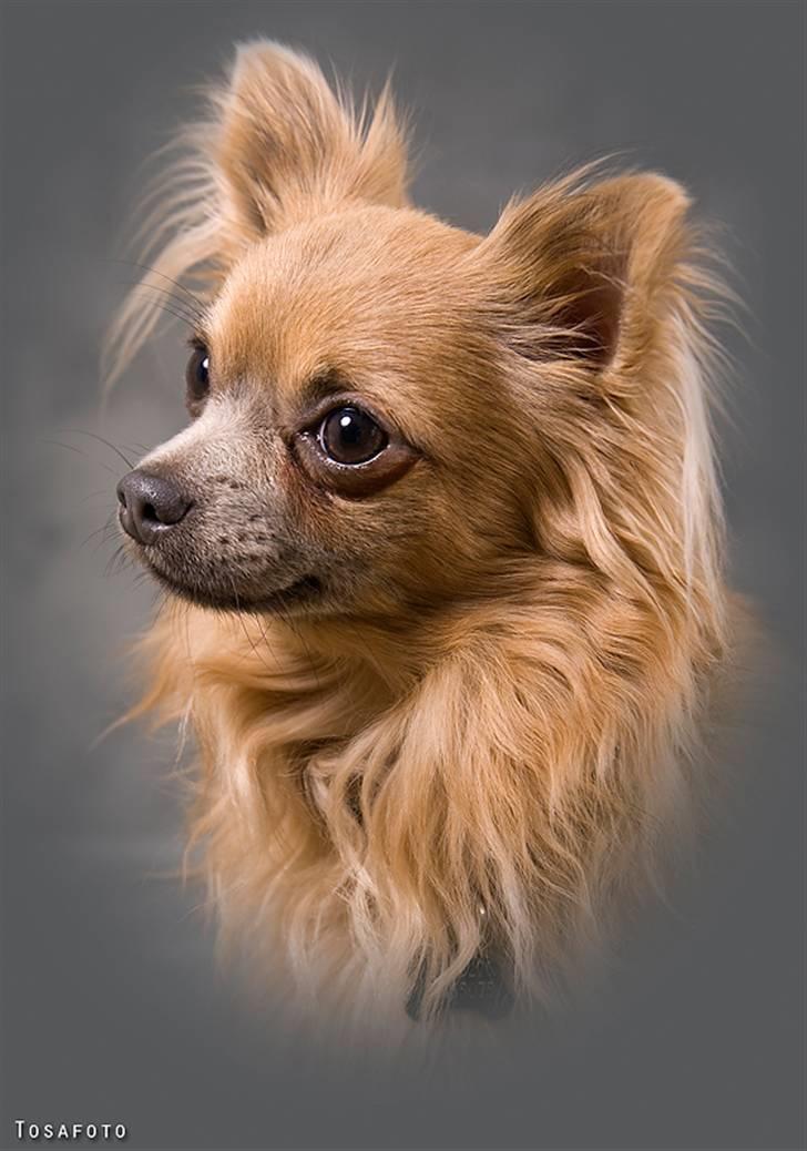 Chihuahua Dolph billede 20