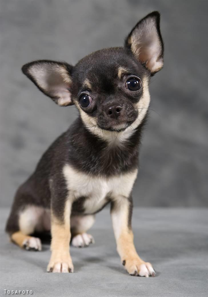 Chihuahua Karla (Gloria Gayner) - Det er lidt svært at være model ;-) billede 7