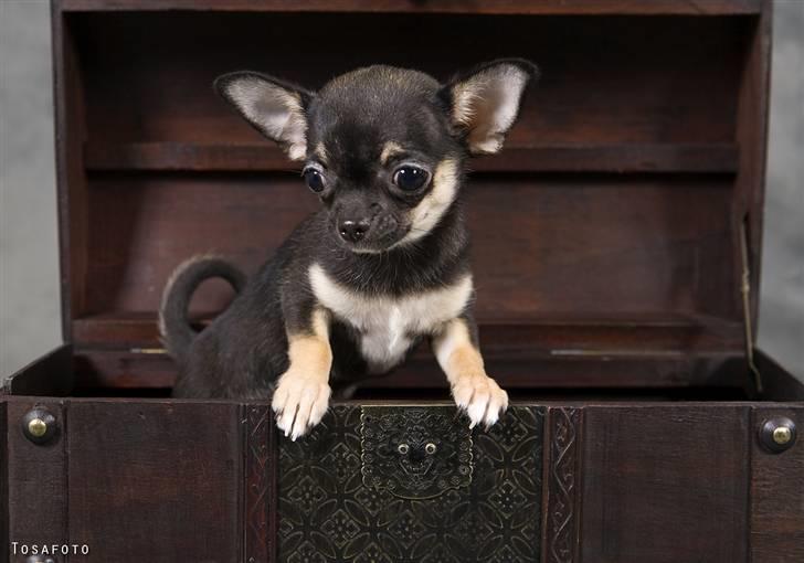 Chihuahua Karla (Gloria Gayner) billede 8