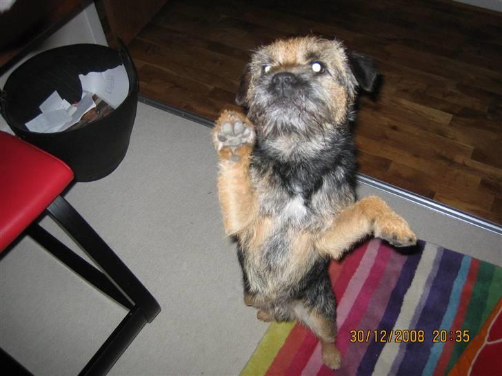 Border terrier kalikama moonfleet  billede 9