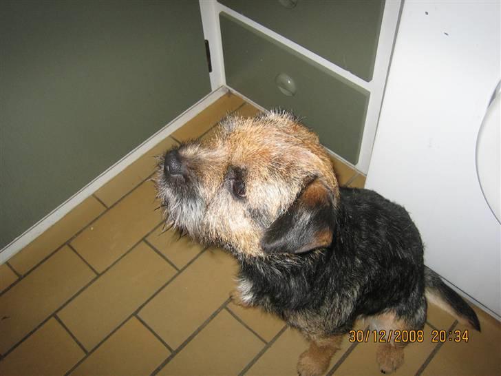 Border terrier kalikama moonfleet  billede 10