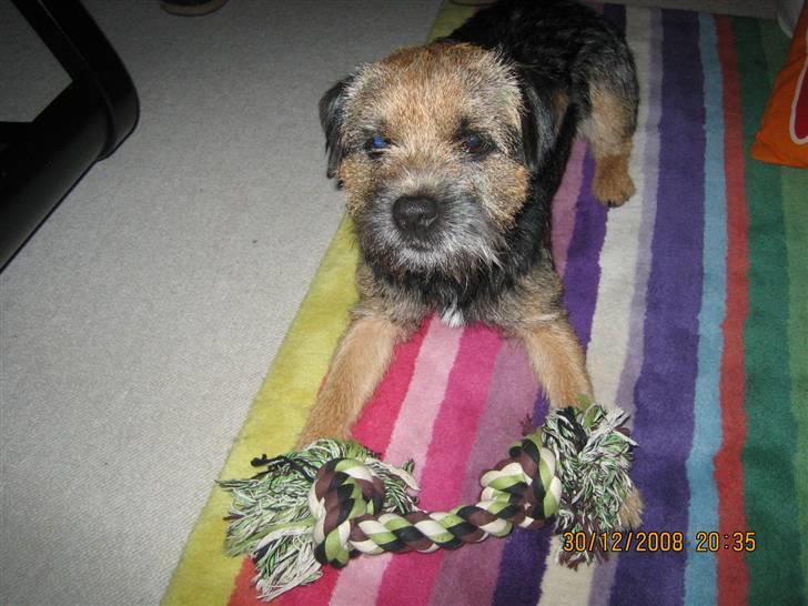 Border terrier kalikama moonfleet  billede 11