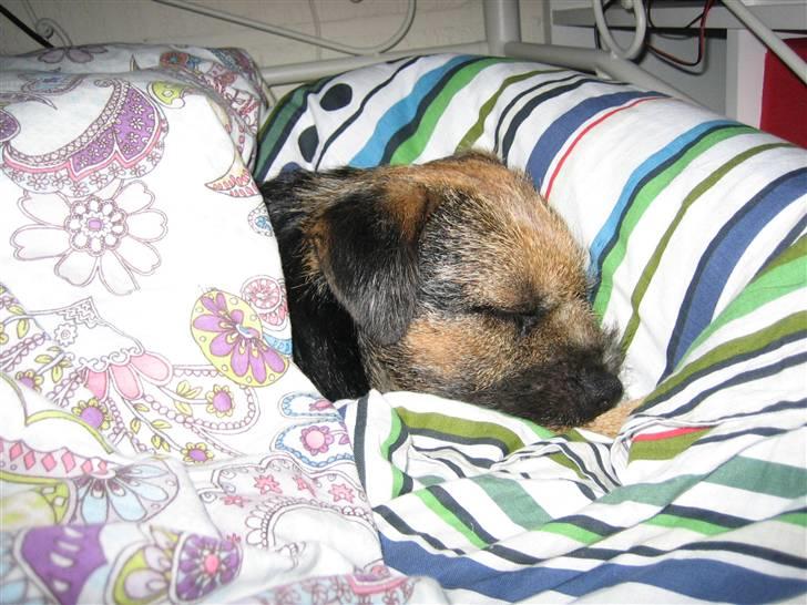 Border terrier kalikama moonfleet  billede 12