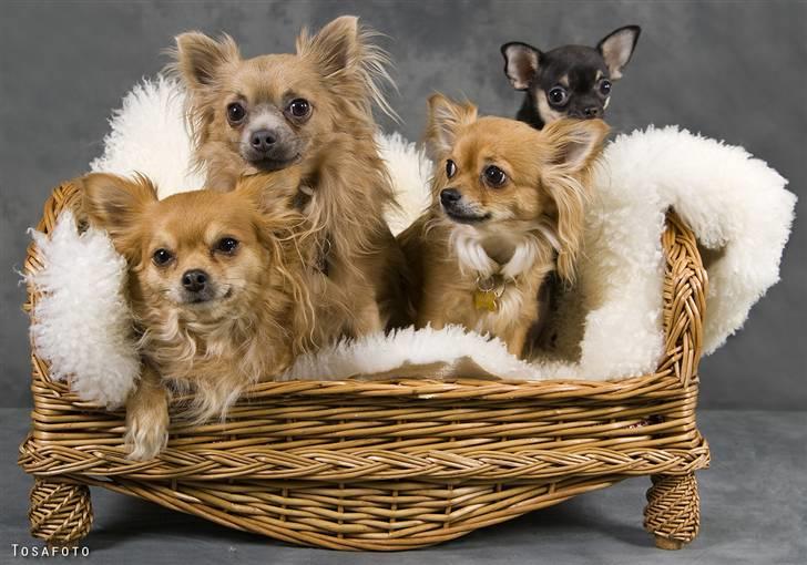 Chihuahua Tweety - Alle "hundserne" i kurven billede 5