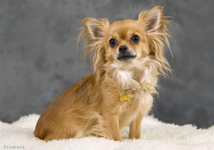 Chihuahua Tweety billede 6