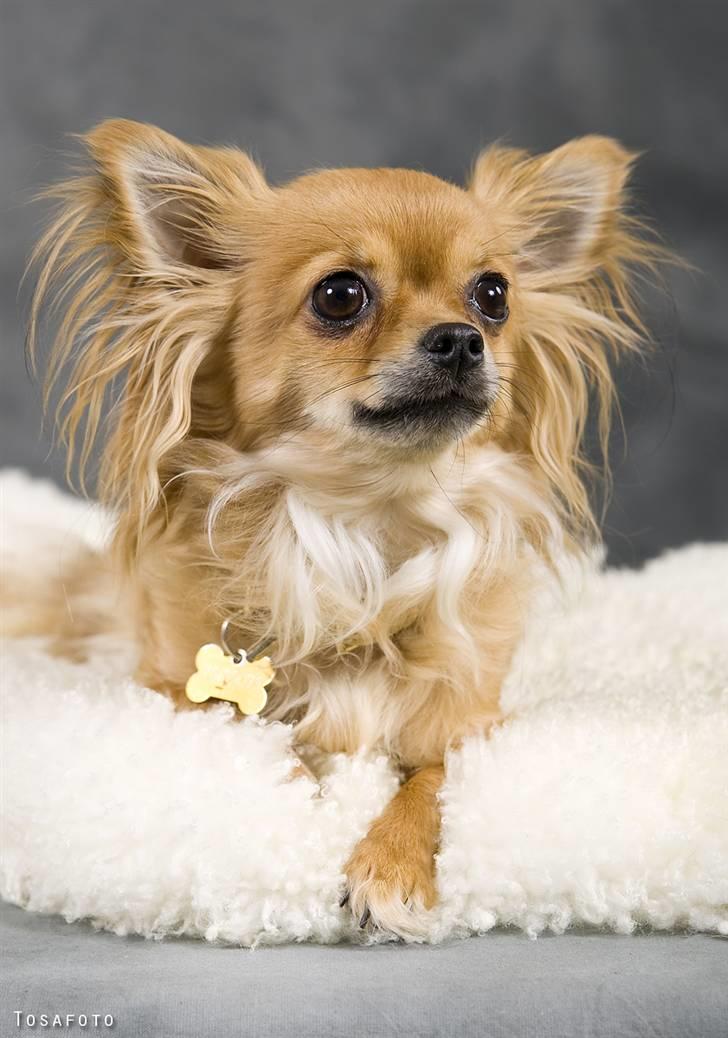 Chihuahua Tweety billede 7