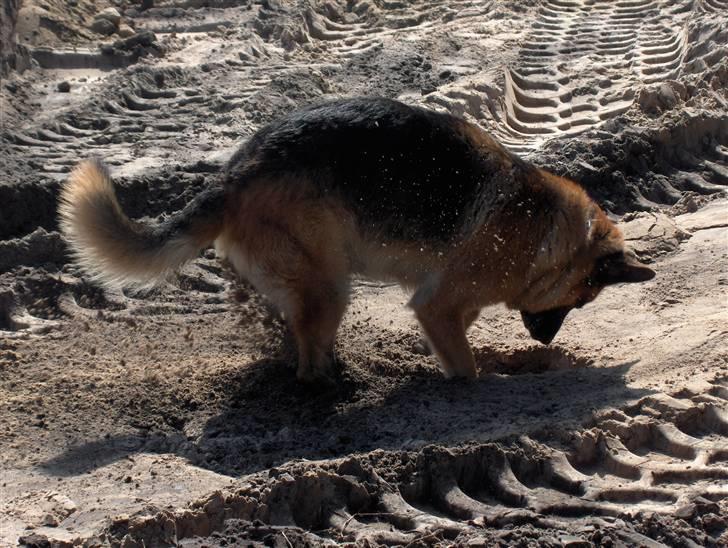 Schæferhund karats Diesel - mon der er noget længer nede billede 18