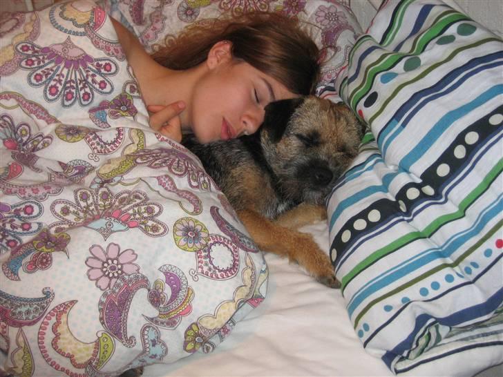 Border terrier kalikama moonfleet  billede 13