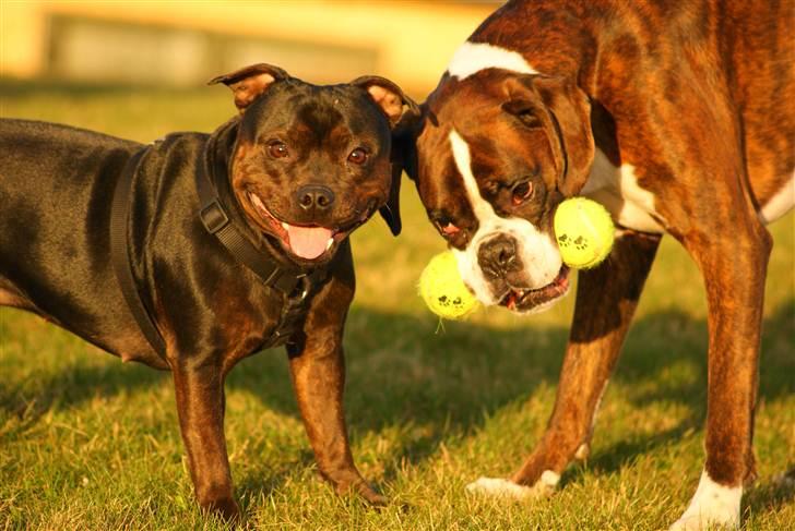 Boxer Aslan - Hygger lige med far billede 8