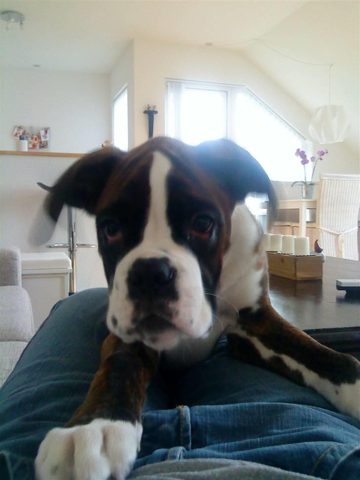 Boxer Aslan - hej det så mig der er aslan billede 9