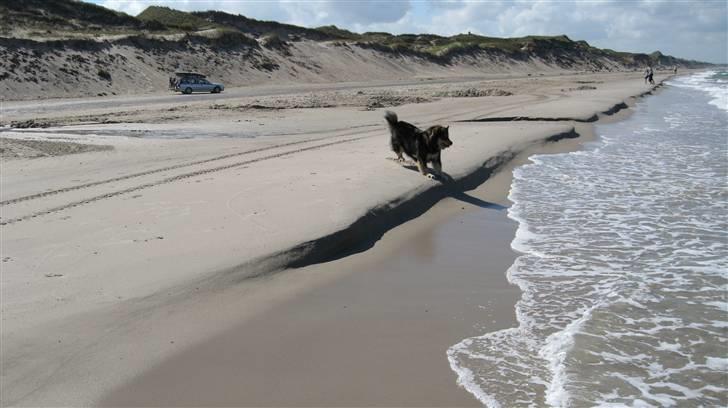 Finsk lapphund Lapinlempi Mille billede 1