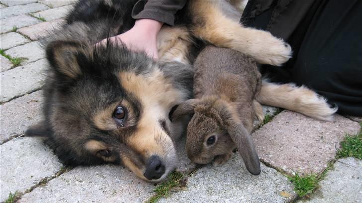 Finsk lapphund Lapinlempi Mille billede 2