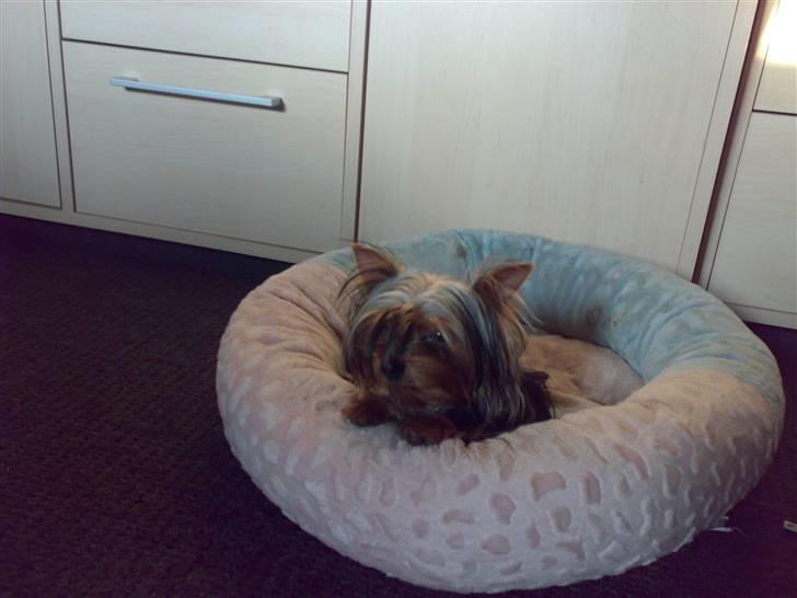 Yorkshire terrier ilka karina  - en ny billede fra julen 2008 putte lige lidt billede 6