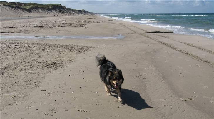 Finsk lapphund Lapinlempi Mille billede 3