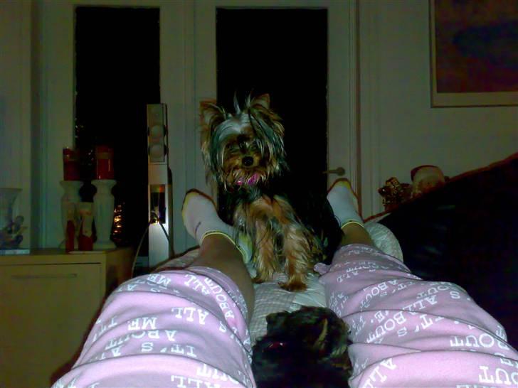 Yorkshire terrier ilka karina  - sidder lige og kigge på os ny hunde der ligger ved mor billede 7