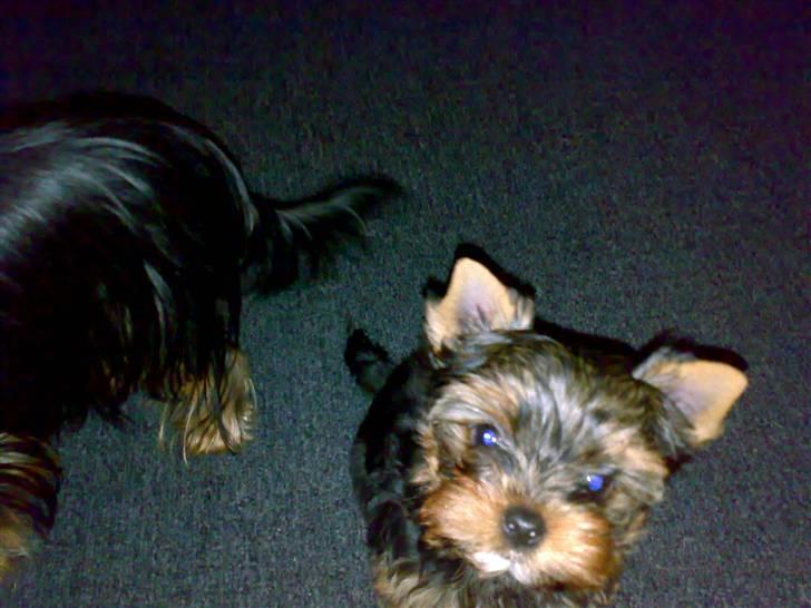 Yorkshire terrier sam vom mistelhof - sidder pænt og kigge op så de kan tage et billede at mig billede 1