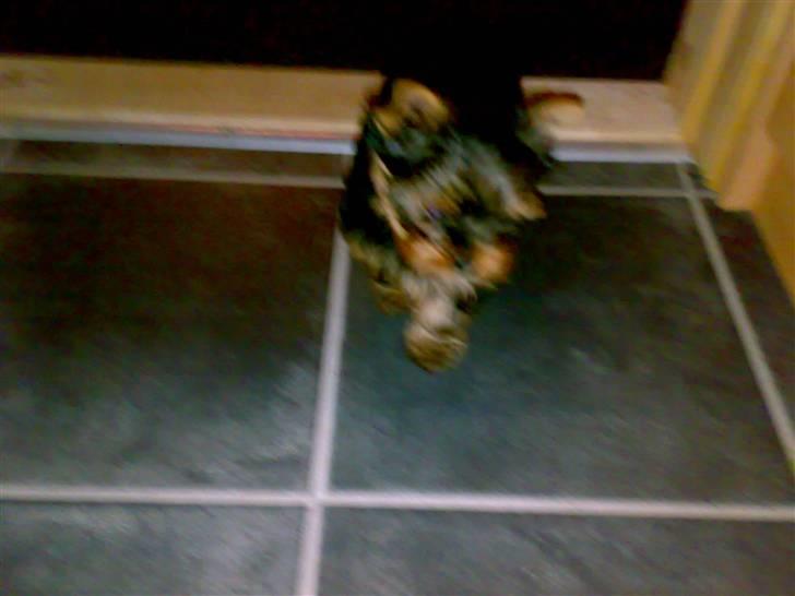 Yorkshire terrier sam vom mistelhof - løber lidt rundt billede 2