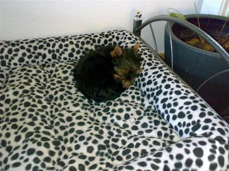 Yorkshire terrier sam vom mistelhof - sover i os hunde seng billede 3