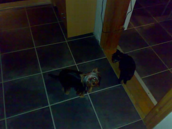 Yorkshire terrier sam vom mistelhof - kigger mig rundt om i mit ny hjem billede 4