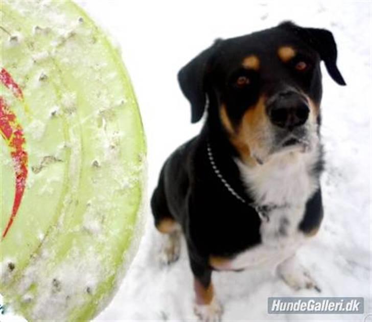 Blanding af racer Nico - Velkommen :-) billede 1