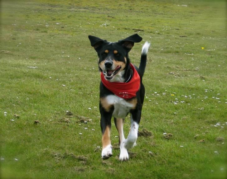 Blanding af racer Nico billede 2