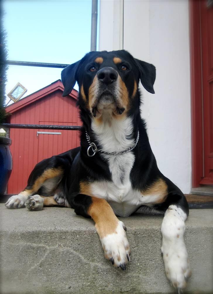 Blanding af racer Nico billede 3