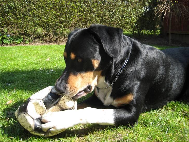 Blanding af racer Nico billede 4