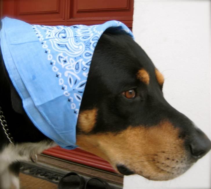 Blanding af racer Nico billede 5