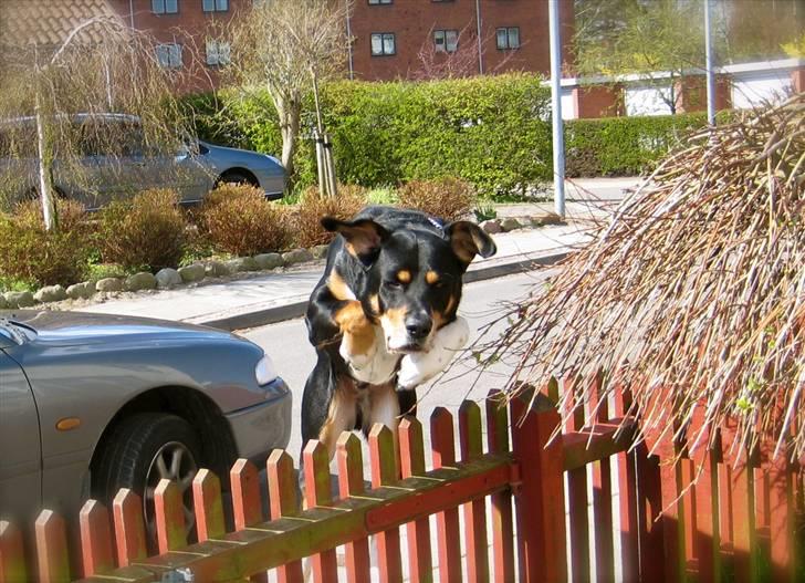 Blanding af racer Nico billede 6