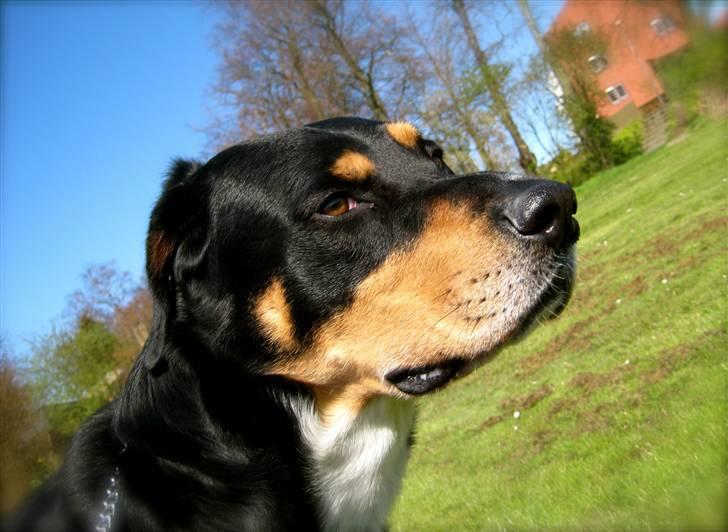 Blanding af racer Nico billede 7