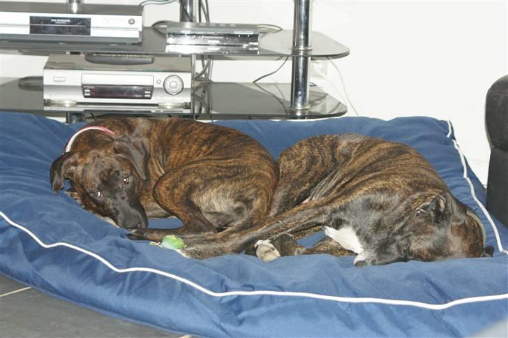 Blanding af racer shaki billede 10