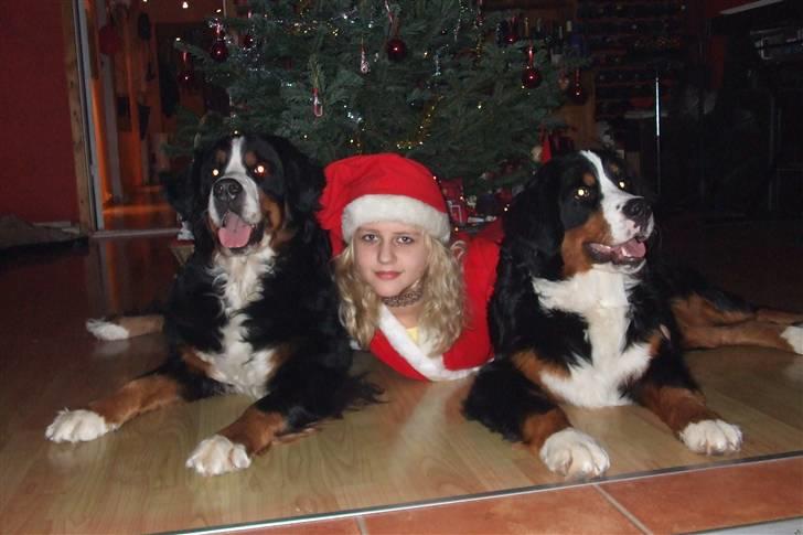 Berner sennenhund Lenesberner Twix - Twix sammen med sin mor Jule aften og (Nanna) Twix til højre billede 11