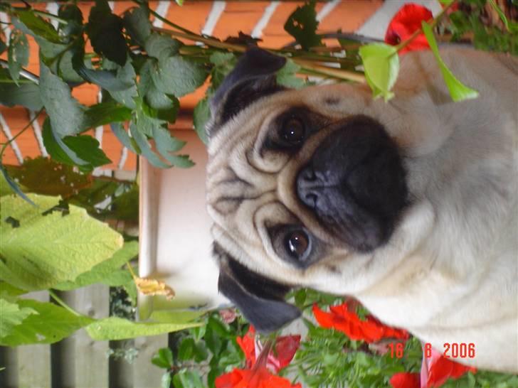 Mops Neala billede 15